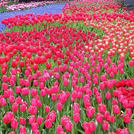 Feriehus Beachhouse Bosweg *