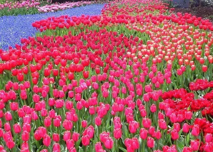 別荘 Beachhouse Bosweg *